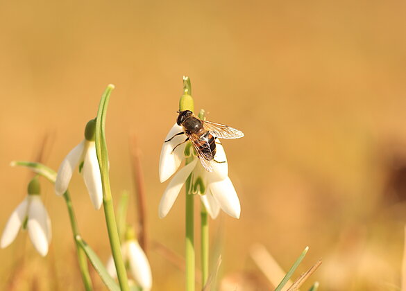 Die Biene holt sich wertvollen Nektar