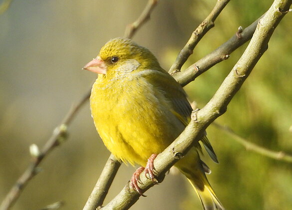 Ein Grünfink geniesst die Morgensonne.