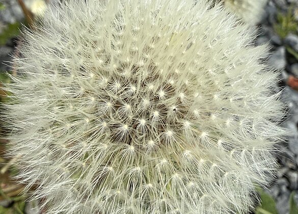 Pusteblume…
