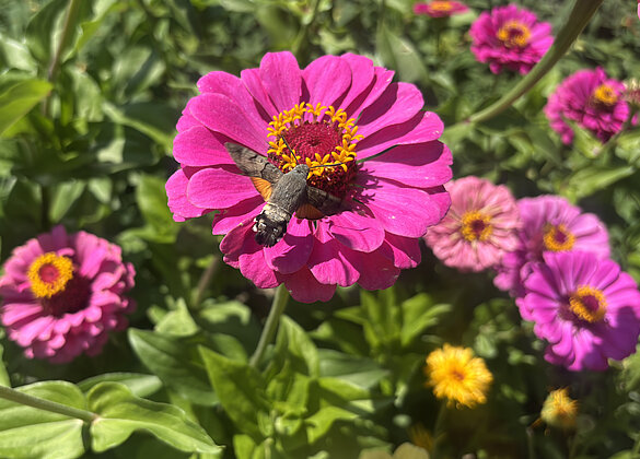Taubenschwänzchen – der Kolibri, der ein Nachtfalter ist.