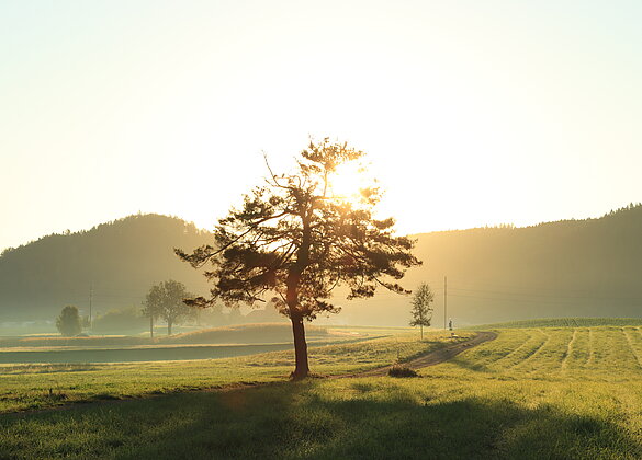Für mich gilt der frühe Morgen "in der Ruhe liegt die Kraft"