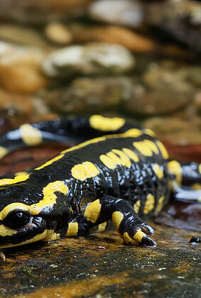 Im Waldbächlein setzt der Feuersalamander die Larven ab