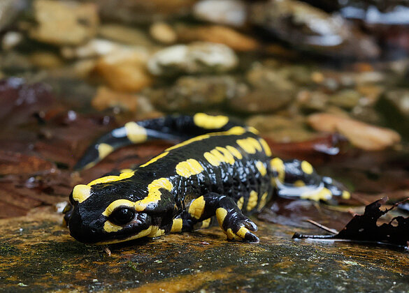 Im Waldbächlein setzt der Feuersalamander die Larven ab