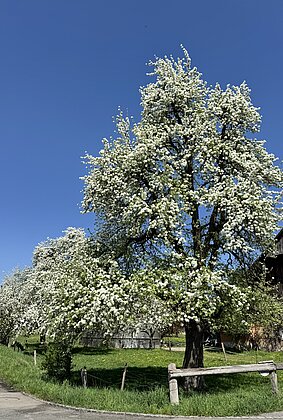 Birnbaum in voller Blüte