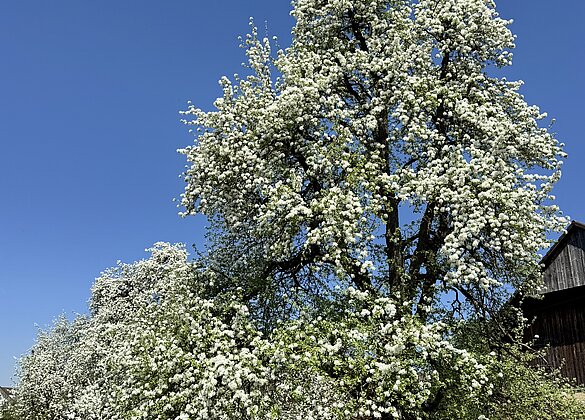 Birnbaum in voller Blüte