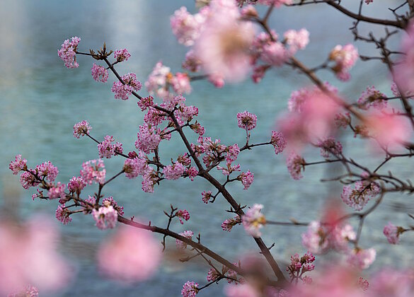 Einer der ersten Blütensträucher: Duftschneeball