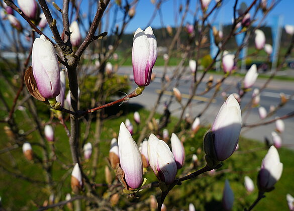 Magnolien vor der Blüte