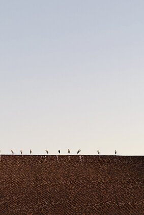 Störche am Morgen auf der Kirche und der Stadtverwaltung