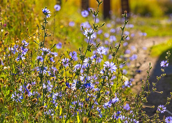 Zauberhafte Wegwartenblüten...
