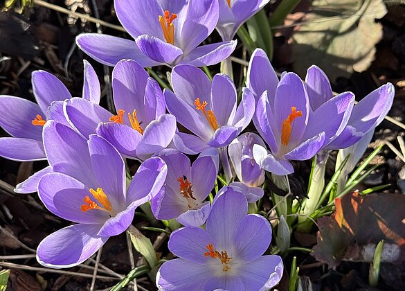 Strahlende Krokusse im Frühlings Sonnenschein