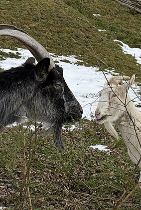 Immer wieder lecker so Tannenzweige…