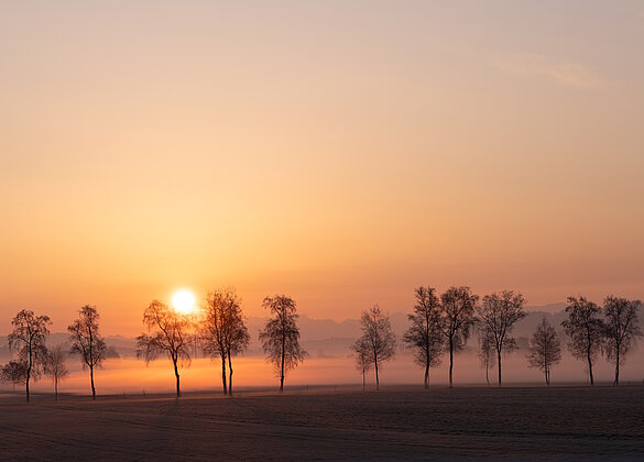 Ein wolkenloser Himmel beim Sonnenaufgang über dem Moos