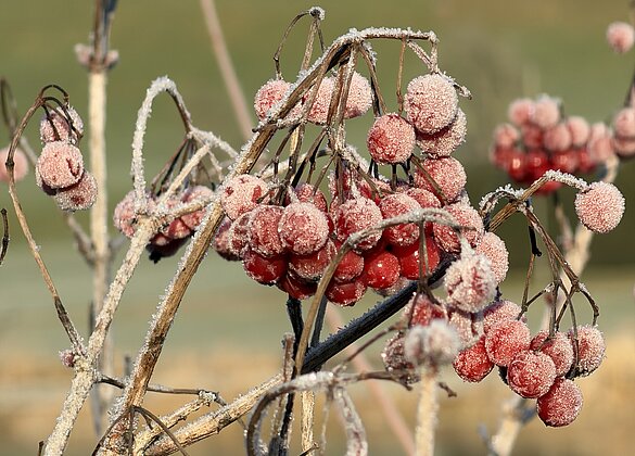 Traumhafter Morgenspaziergang 