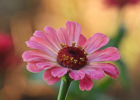Eine wunderschöne Zinnia im goldenen Abendlicht.