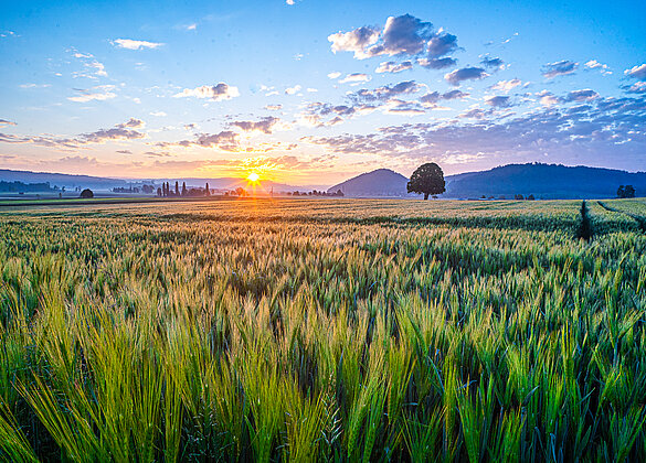 Sonnenaufgang über dem Gerstenfeld!