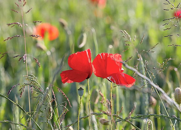 Das kräftige Leuchten der Mohnblume in den Getreidefeldern