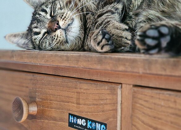 Ein Schläfchen auf der Hong Kong Kommode kann nie schaden.