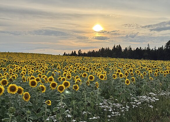 Sonnenblumenfeld