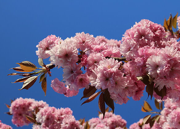 Wunder der Natur: Zweig einer Zierkirsche