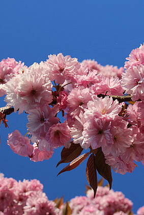 Wunder der Natur: Zweig einer Zierkirsche