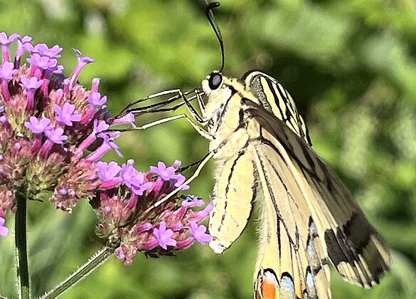 Schwalbenschwanz besucht unseren Garten
