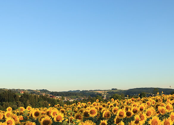 Rund um Schötz gibt es ein paar Sonnenblumenfelder