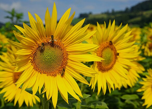 Sonnenblumen - begehrter Platz für Bienen