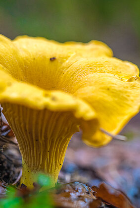 Der Pfifferling kann man auch im November finden!