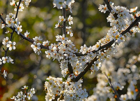 Der Schwarzdorn zeigt sich im Gegenlicht in voller Pracht.