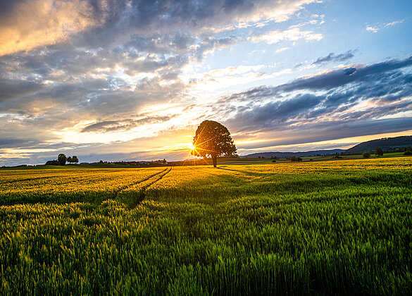 Die letzten Sonnenstrahlen über dem Kornfeld!
