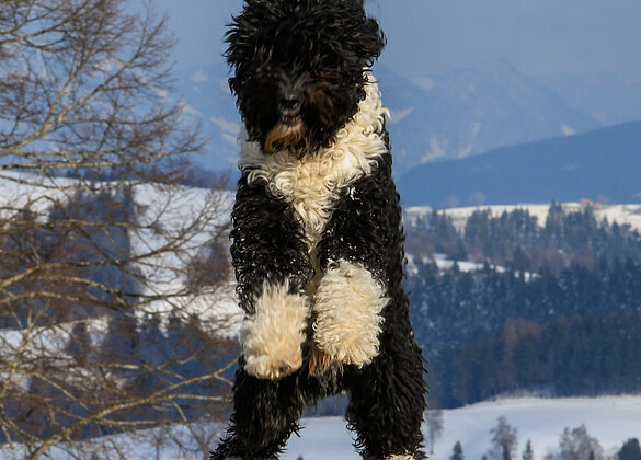 Ur Mensch oder de Globi vom Seilihus
