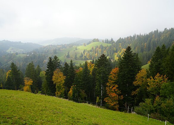 Nebelstimmung auf dem Ahorn