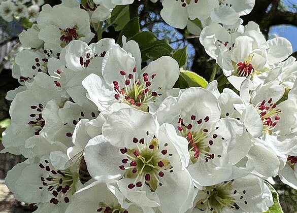 Wunderschöne Birnbaumblüten