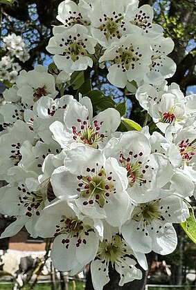 Wunderschöne Birnbaumblüten