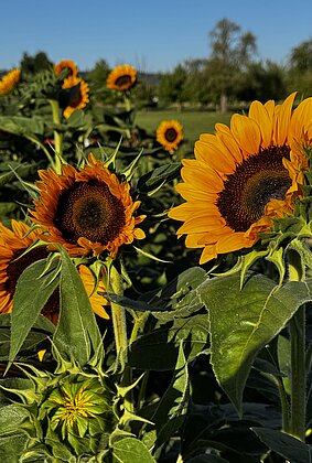 Herrlich leuchten die Sonnenblumen im Morgenlicht
