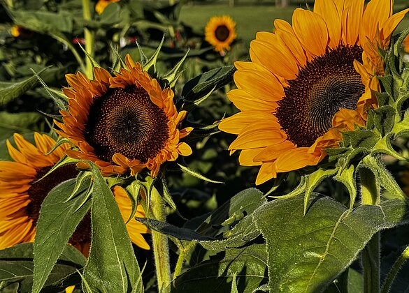 Herrlich leuchten die Sonnenblumen im Morgenlicht