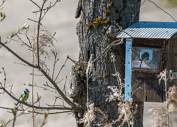 Ein Blaumeisenpaar bei der Gründung einer Familie. 
