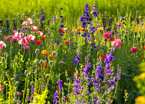 Eine farbenfrohe Oase für Insekten