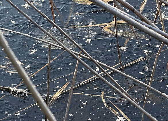 Traumhafter Morgenspaziergang 