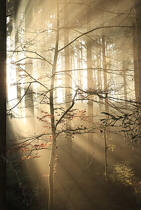 Faszinierendes Lichtspiel im Wald