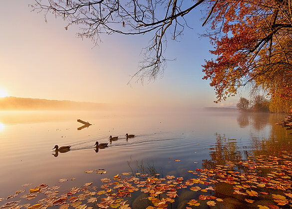 Herbst am Sempachersee am frühen Morgen