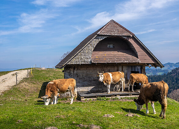 Das Frühlingsgras lockt die Rinder! 