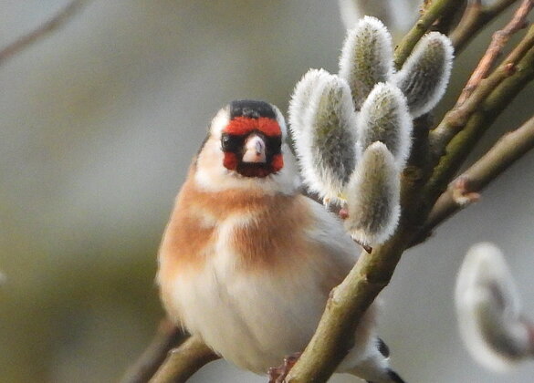 Ein farbenfroher Stieglitz auf Nahrungssuche im Garten.