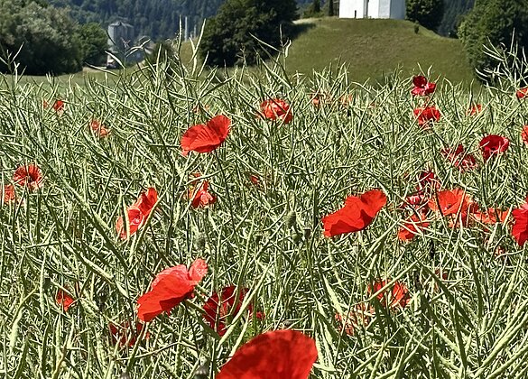 Mohn im Rapsfeld,Hintergrund St.Bläsi,Alberswil