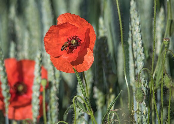 Biene findet auf der roten Mohnblüte wertvolle Nahrung.