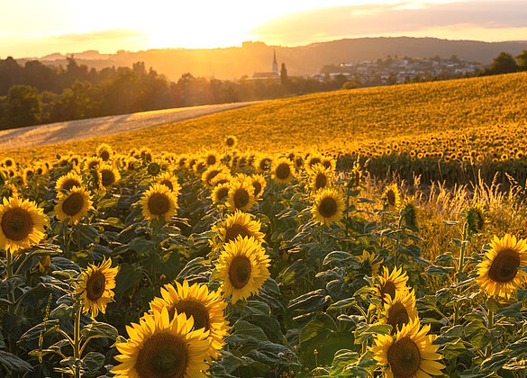 Ein warmer Sommerabend auf dem Hostris