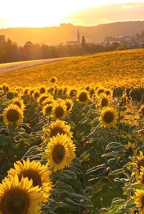 Ein warmer Sommerabend auf dem Hostris