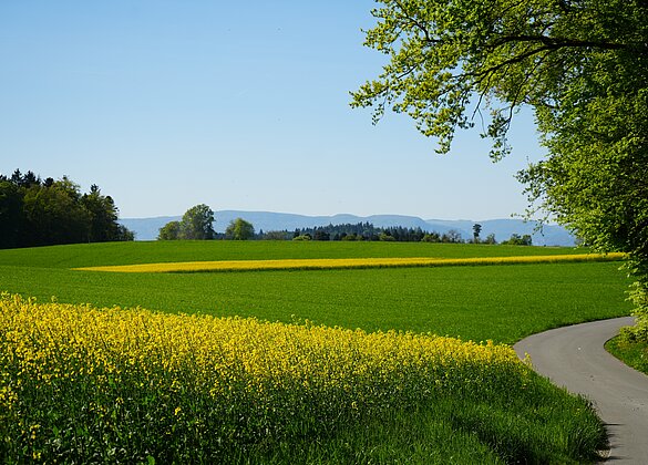Von einem Rapsfeld zum andern auf Stampfi in Grossdietwil