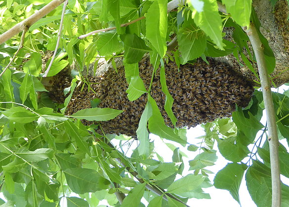 Bienenschwarm im Garten