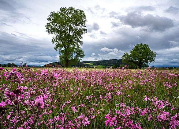 Die Moosnelken leuchten auch bei regnerischem Wetter!